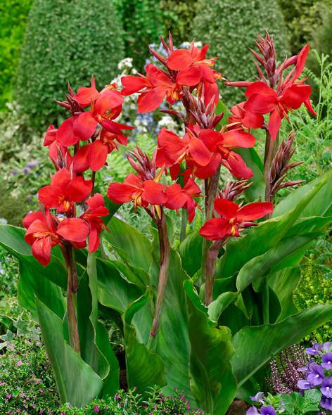 Canna 'Firebird'