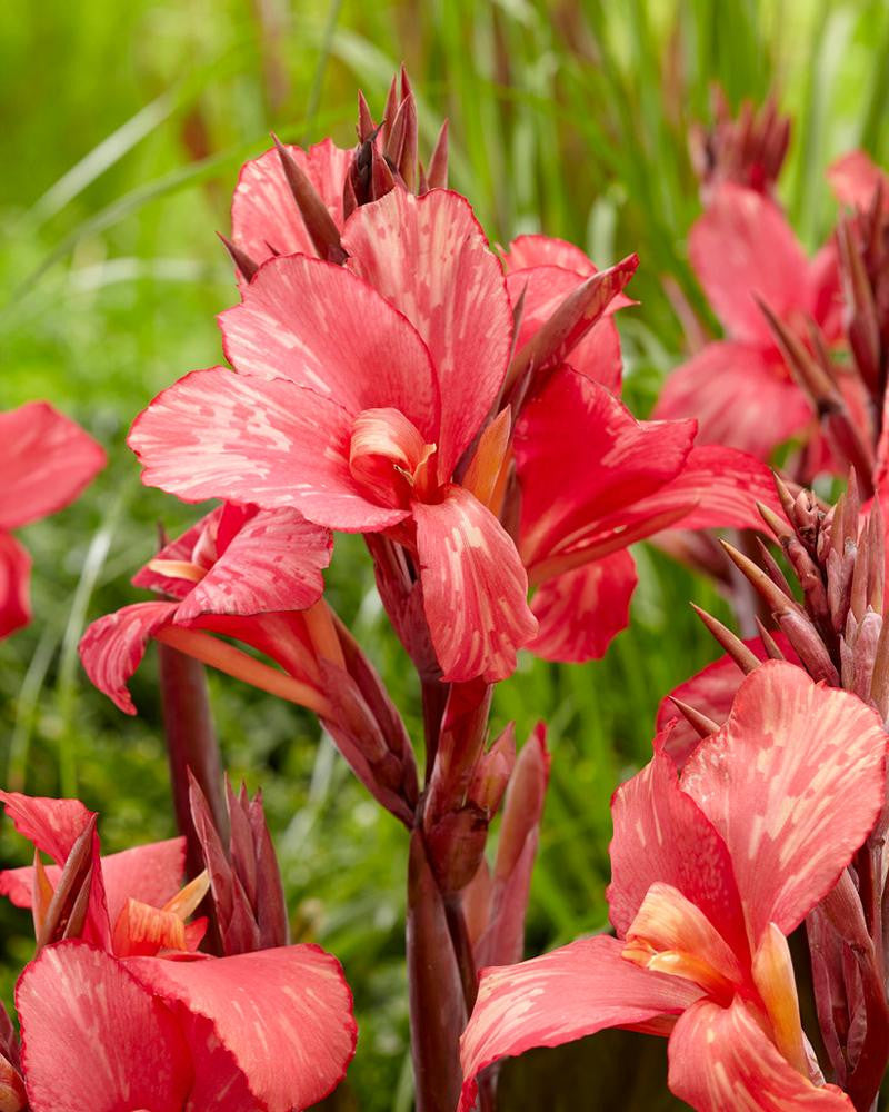 Canna 'Pink Paradise'