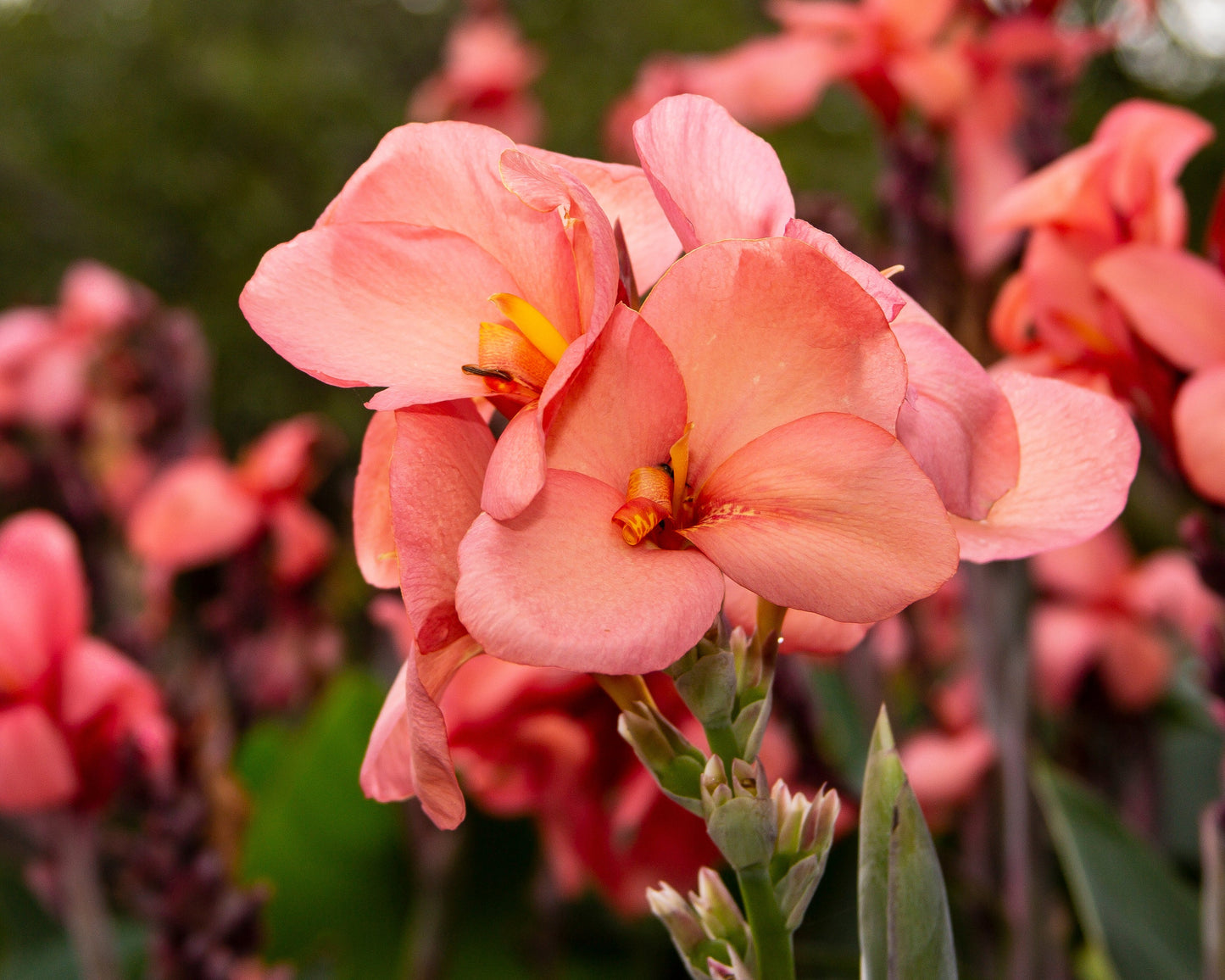 Canna 'Pink Princess'