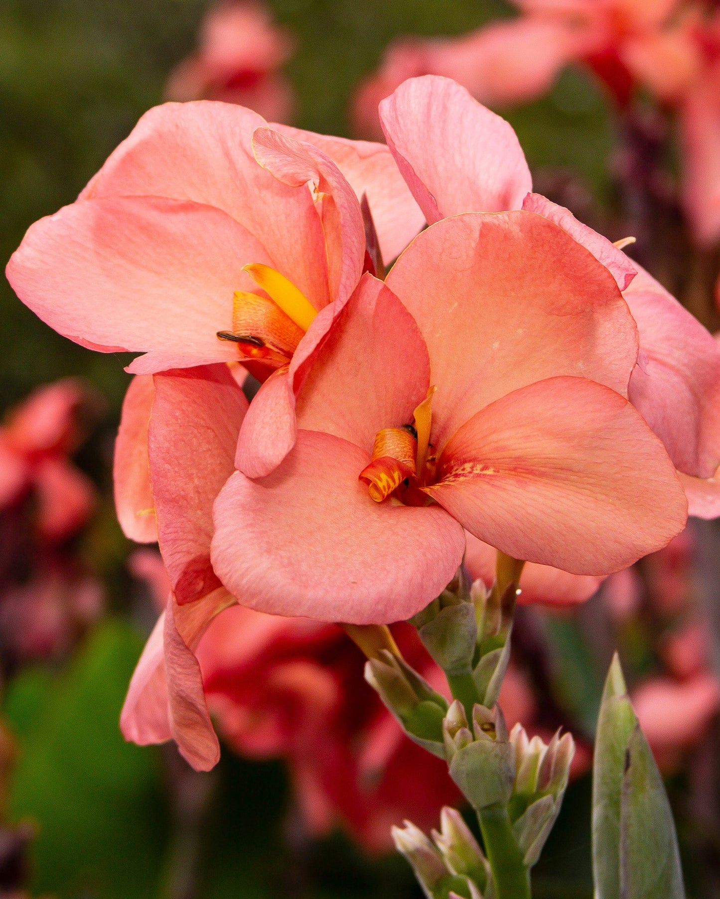 Canna 'Pink Princess'