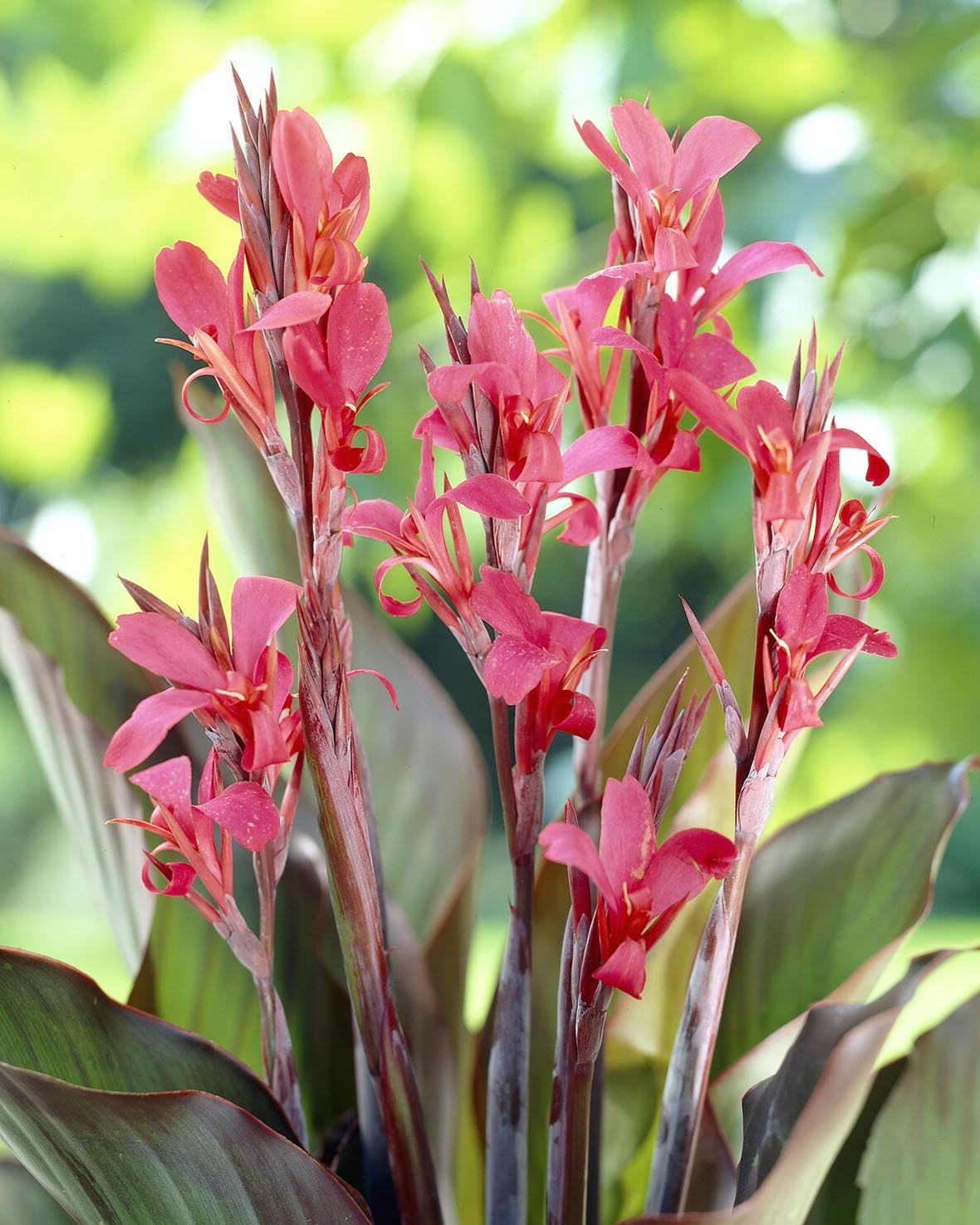 Canna 'Red Stripe'