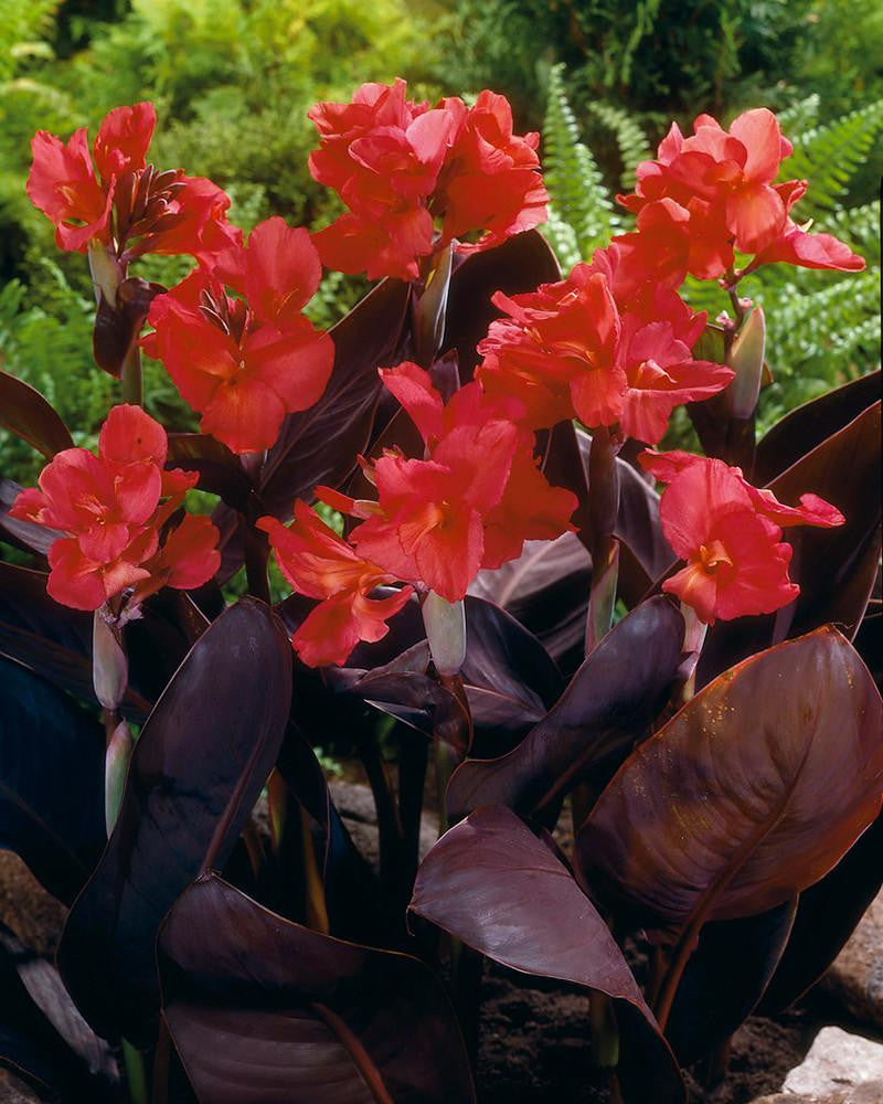 Canna 'Rose Futurity'