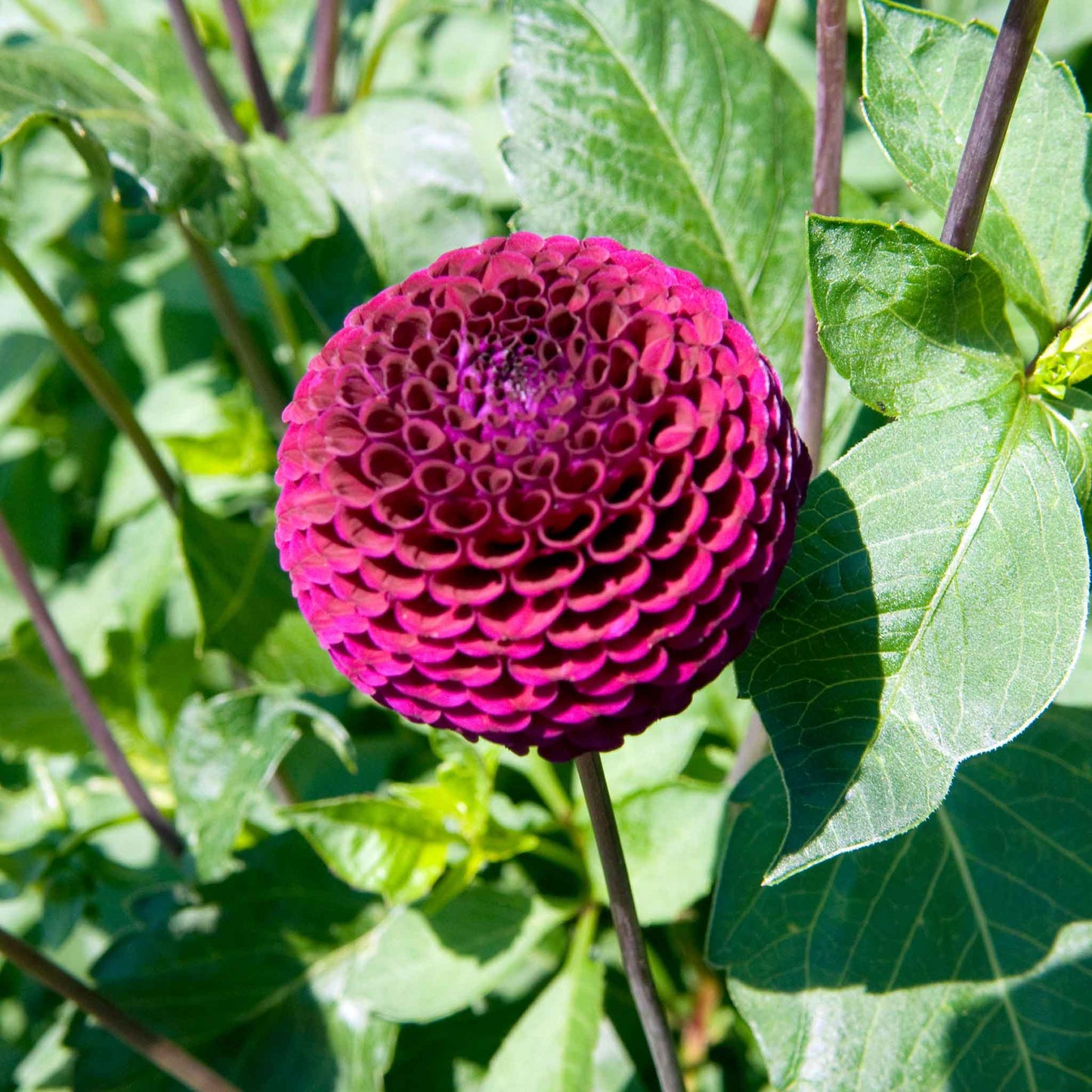 Dahlia Bulbs (Pompon) - Moor Place