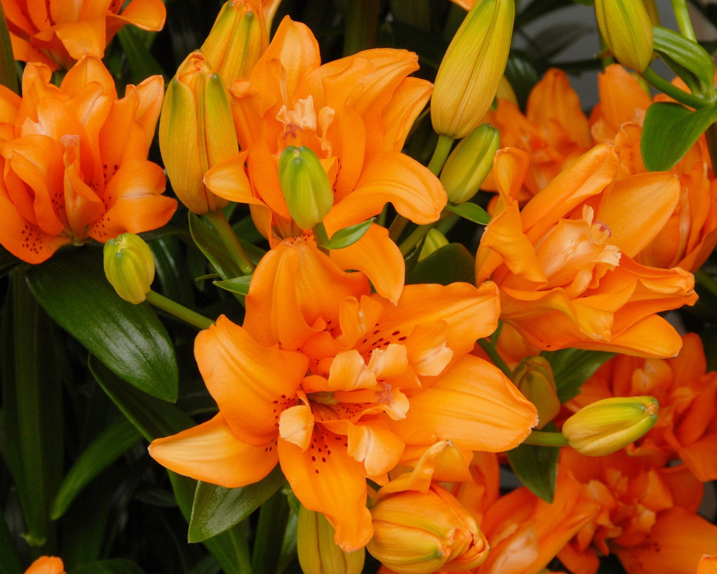 Lily 'Orange Twins'