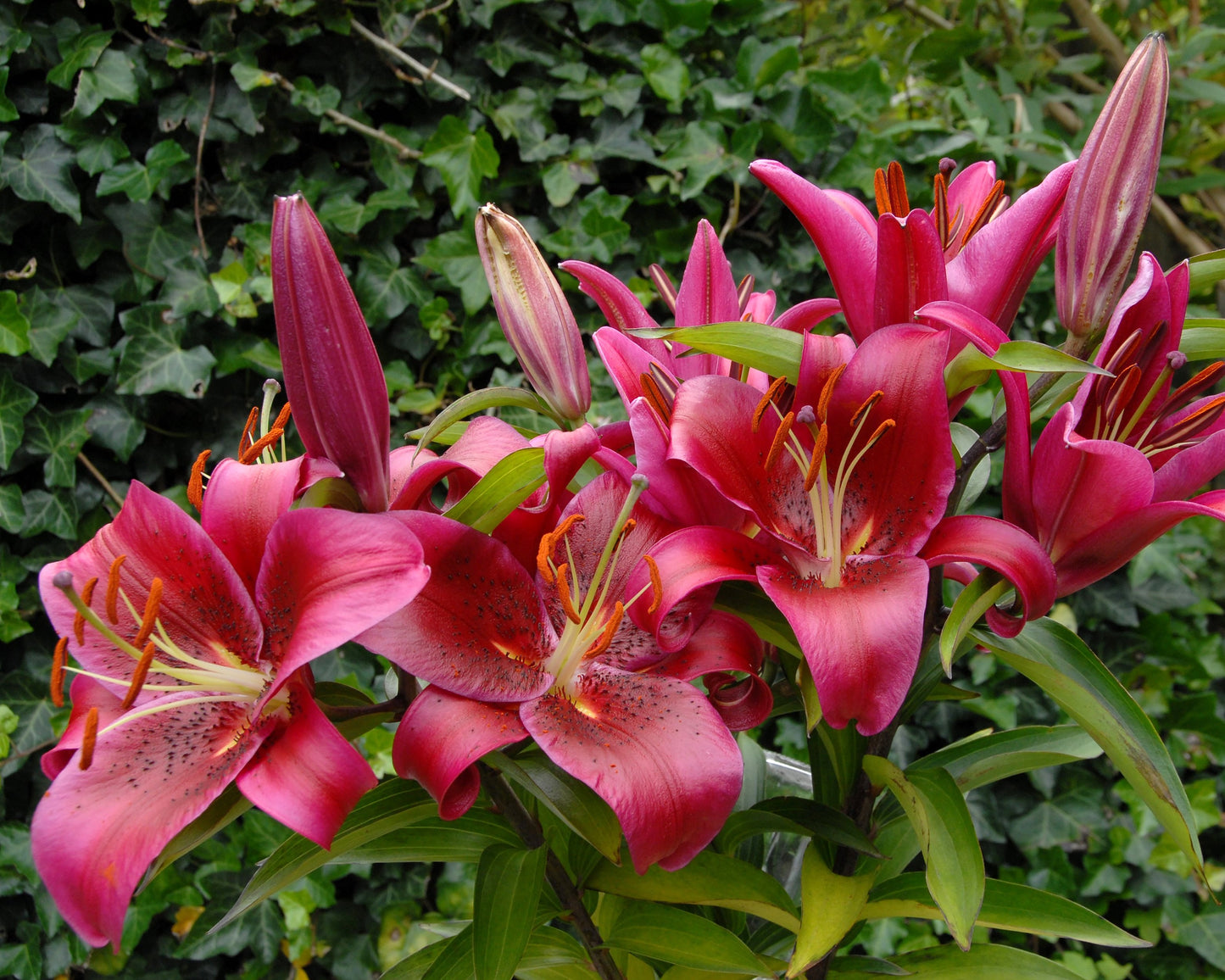 Lily 'Montezuma'