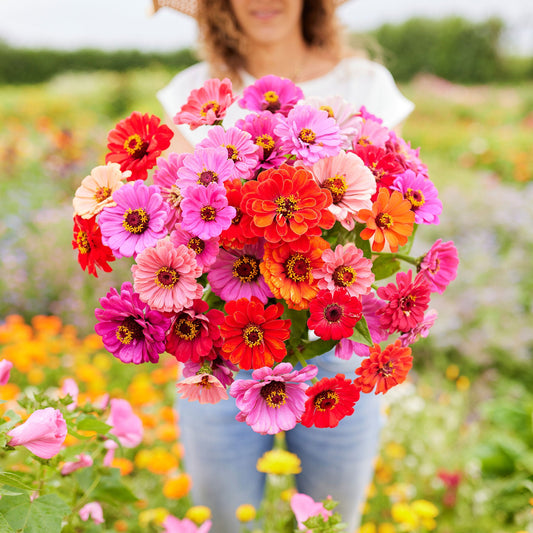 Zinnia Seeds - Dahlia Flowered