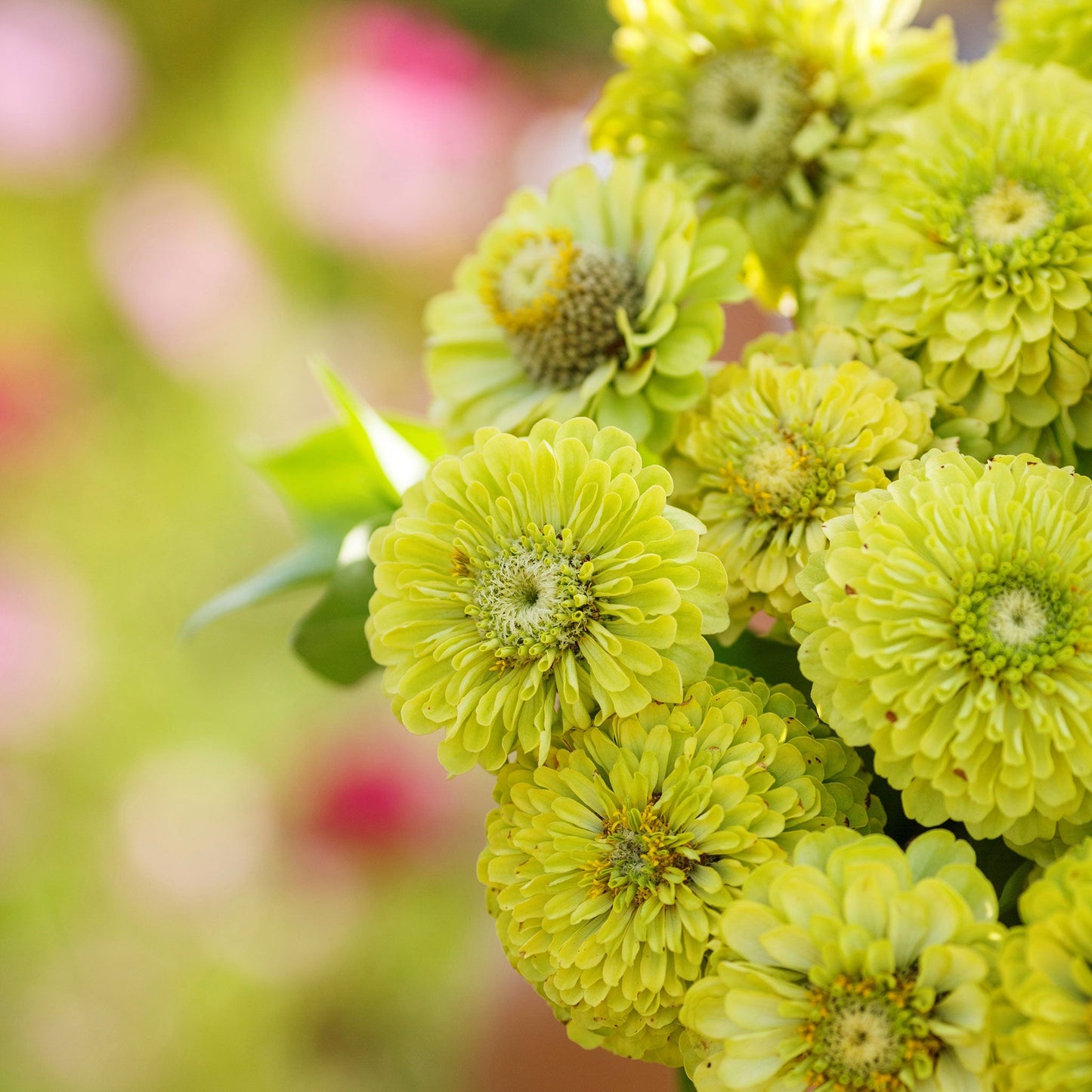 Zinnia Seeds - Envy