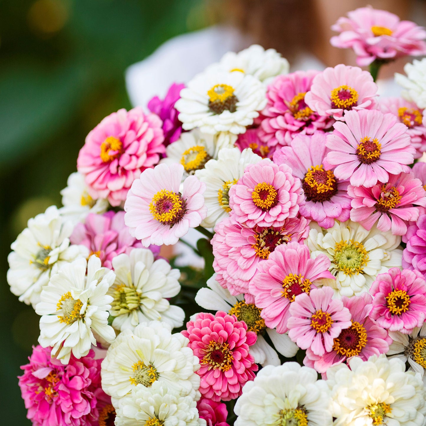 Zinnia Seeds - Isn't This Romantic Mix