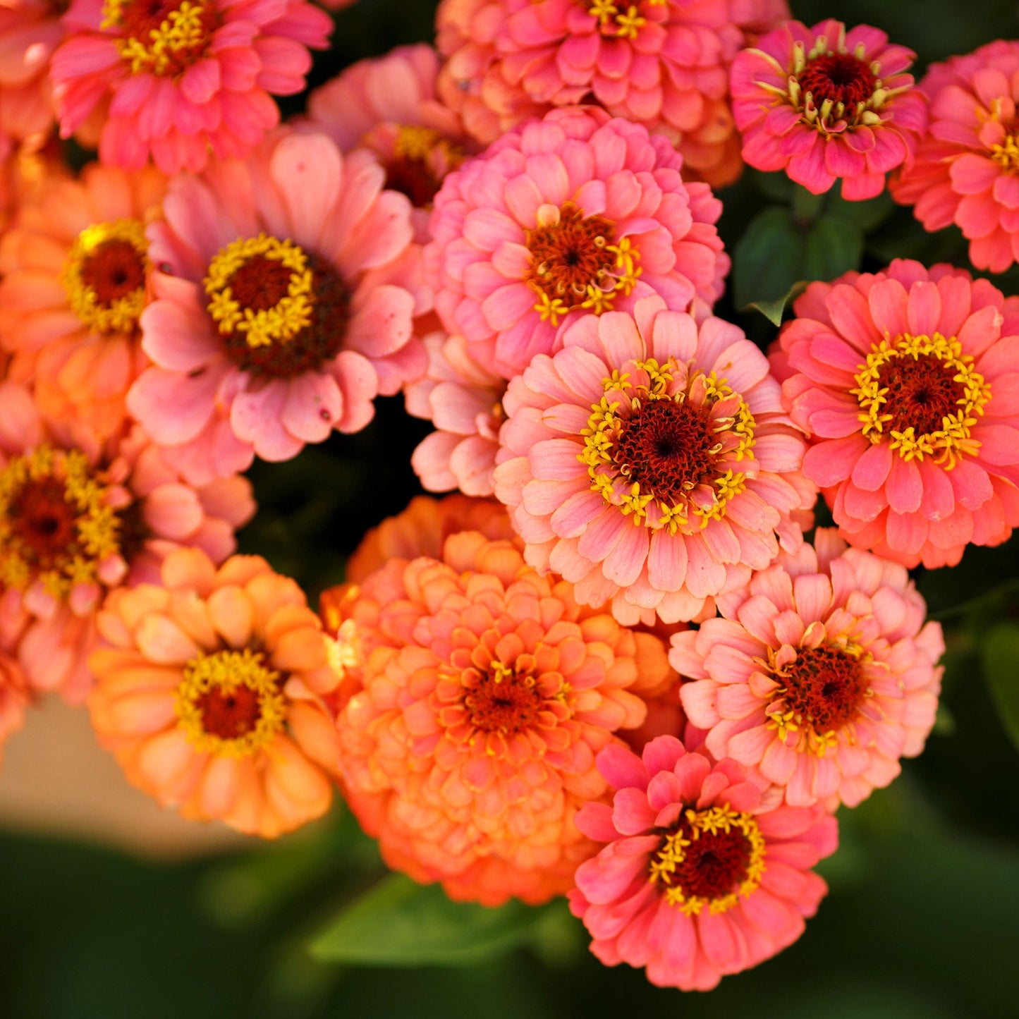 Zinnia Seeds - Pumila Salmon