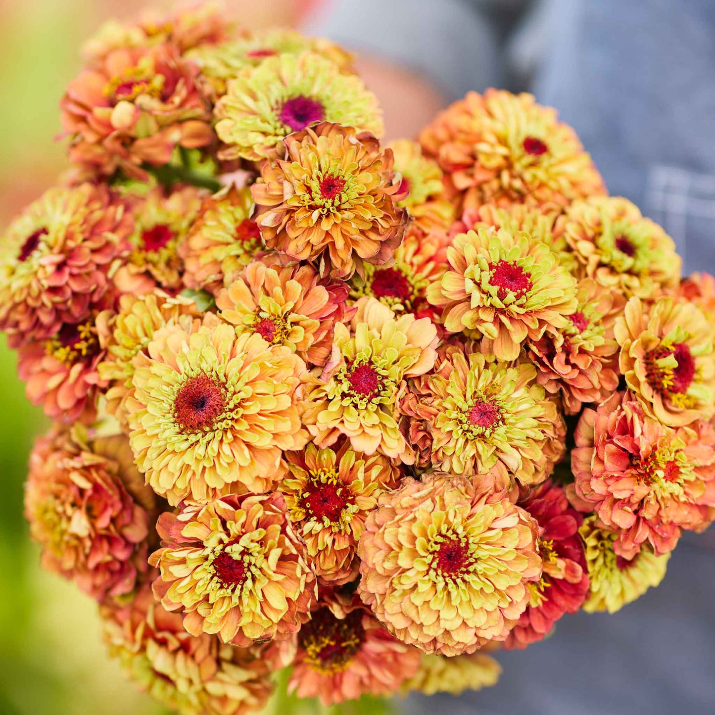 Zinnia Seeds - Queen Lime Orange